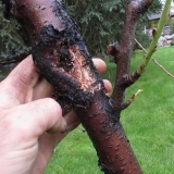 Jesenska njega breskve